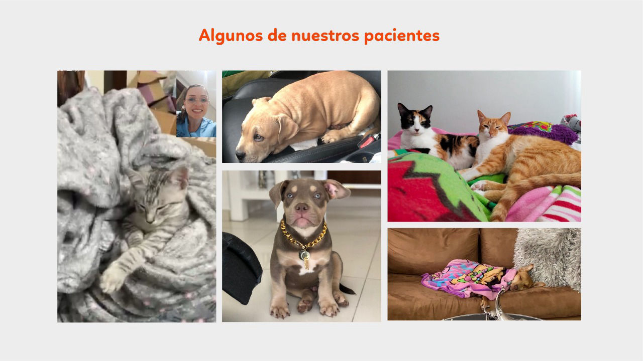 Entrenado de perros y gatos Cartagena